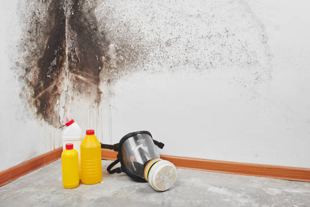 Professional Mold Removal in River Road, NC