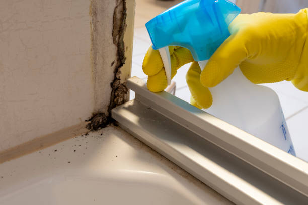 Attic Mold Removal in River Road, NC