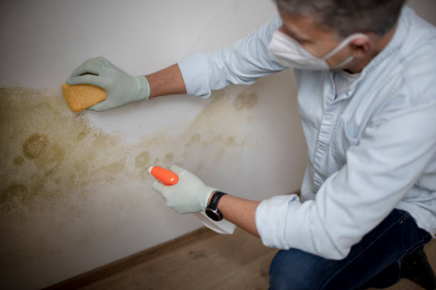 Best Fast Mold Removal  in River Road, NC