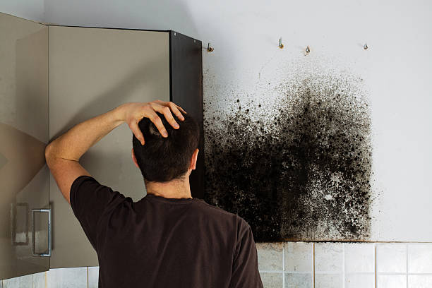 Best Black Mold Removal  in River Road, NC