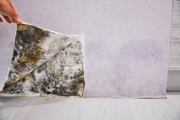 Best Toxic Mold Removal  in River Road, NC